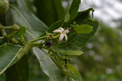 Morinda angustifolia